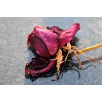 Organic Dry Rose