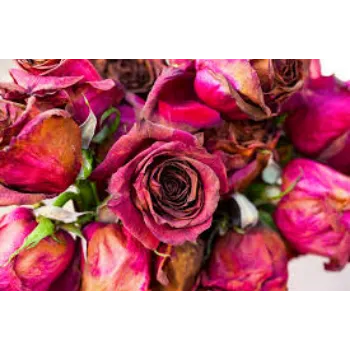 Fresh Dry Rose