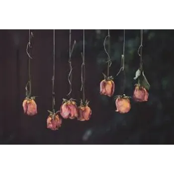 Natural Dry Rose