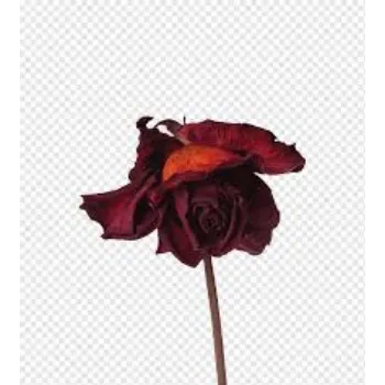 Fresh Dry Rose 