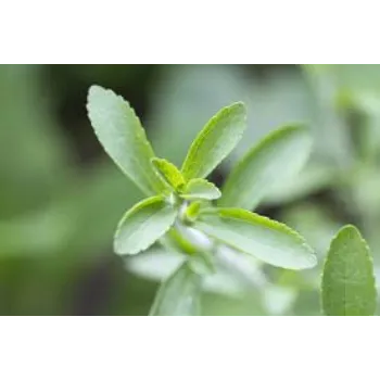 Organic Dried Stevia Leaves