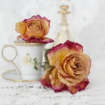 Dry Rose