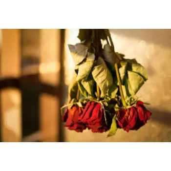 Fresh Dry Rose Flowers