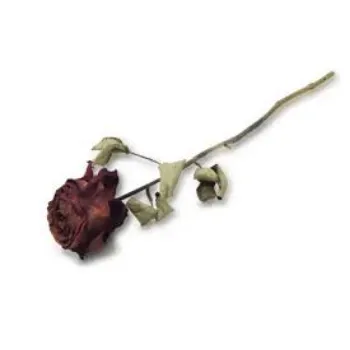 Natural Dry Rose