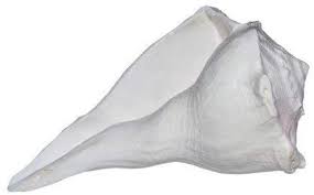 Dakshinavarti Shankh