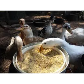 Duck Feed