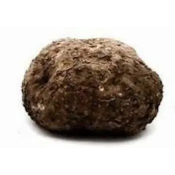 Elephant Yam