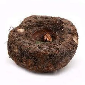 Common Elephant Yam