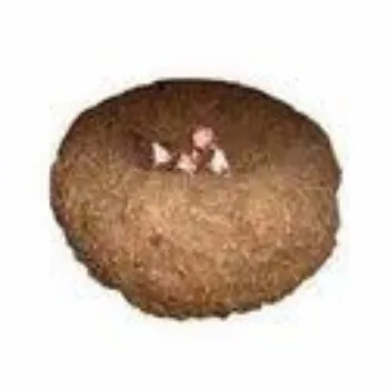 Organic Elephant Yam