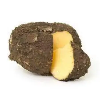 Common Elephant Yam
