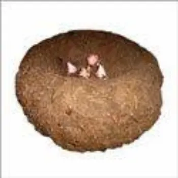 Organic Elephant Yam