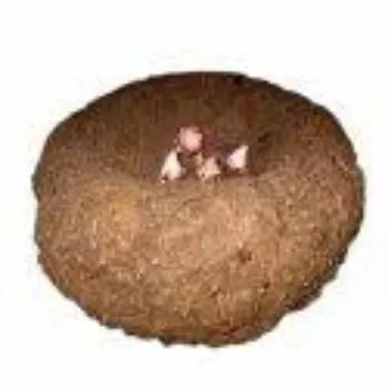 Natural Elephant Yam