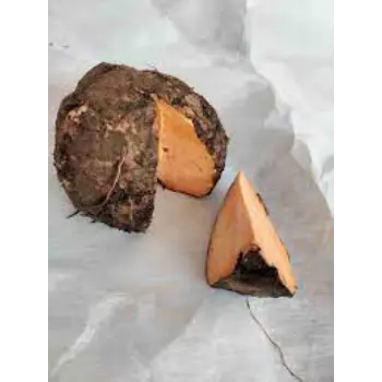 Common Elephant Yam