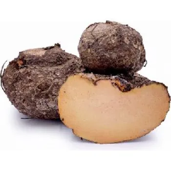 Fresh Elephant Yam