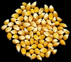 Maize Seed Exporter