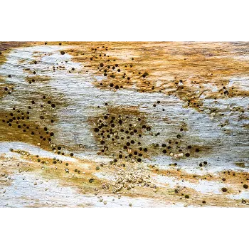 Sumitra Fiber Board Panel