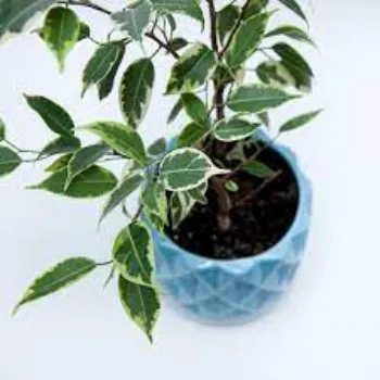 Ficus Benjamina Plant