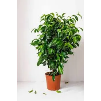 Ficus Benjamina Plant