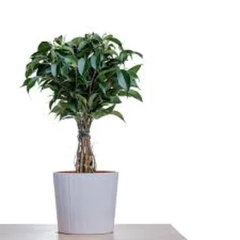 Natural Ficus Benjamina Plant