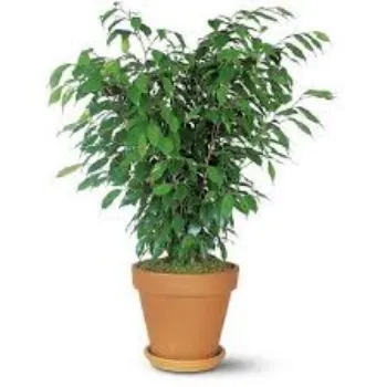 RAJESWARI NURSERY Ficus Benjamina Plant