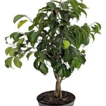 Green  Ficus Benjamina Plant