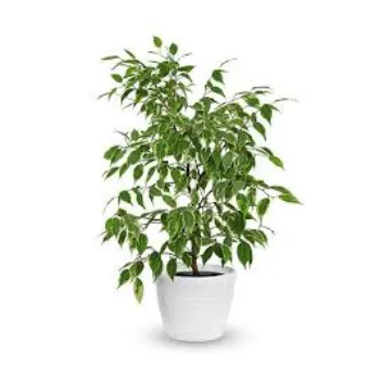 Roshni Agri forestry Ficus Benjamina Plant