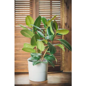 Ficus Benjamina Plant