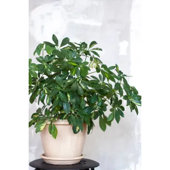 Ficus Benjamina Plant