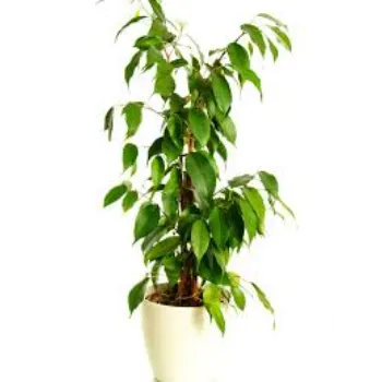 GREEN Ficus Benjamina Plant