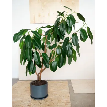 Ficus Benjamina Plant