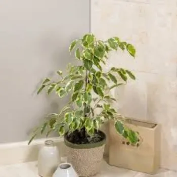 Green Ficus Benjamina Plant