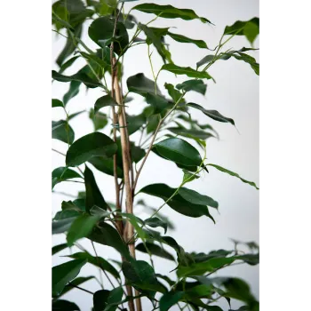 Ficus Benjamina Plant