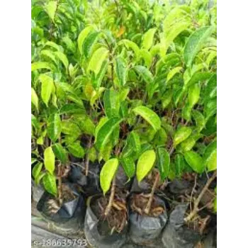 Natural Ficus Benjamina Plant