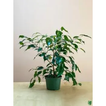 Natural Ficus Benjamina Plant