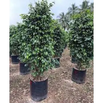  Ficus Benjamina Plant