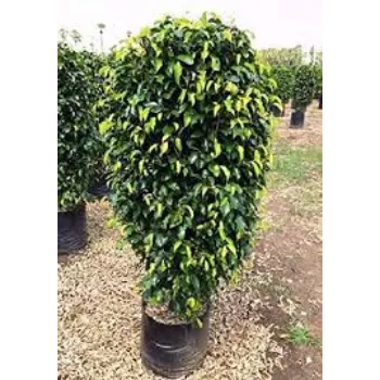 Natural Ficus Benjamina Plant