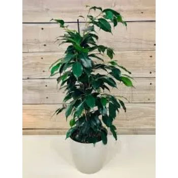A.p. Flower Mart  Ficus Benjamina Plant