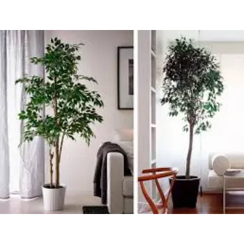 A Grade Ficus Benjamina Plant