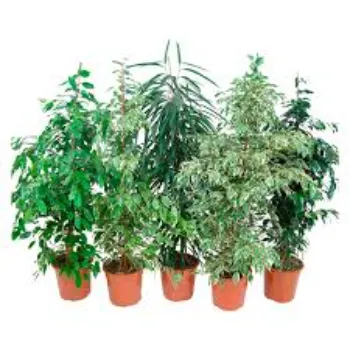 Common  Ficus Benjamina Plant