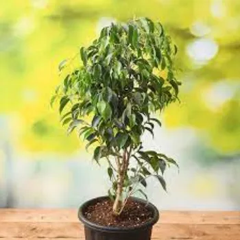 Organic Ficus Benjamina Plant