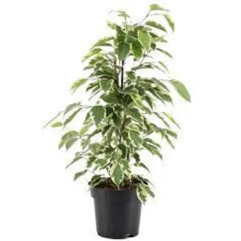 Natural Mahogany Plants