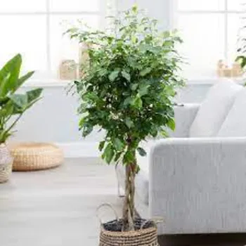 Natural Ficus Benjamina Plants
