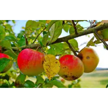 Fresh Kinnaur Apple
