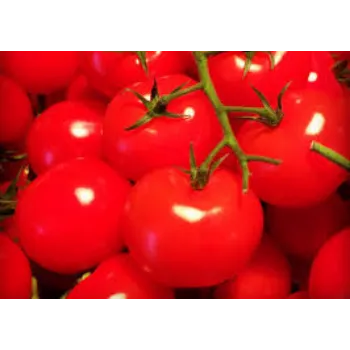 Organic Fresh Tomato