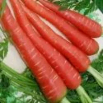 Frozen Carrot