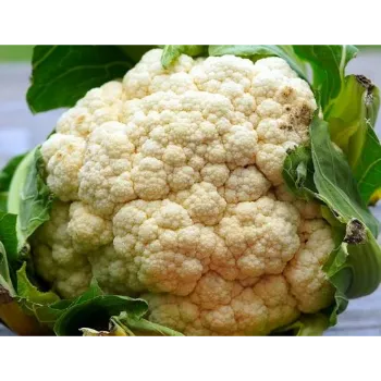 Common Frozen Cauliflower