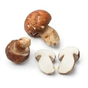Common Frozen Mushroom