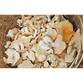 Common Frozen Mushroom