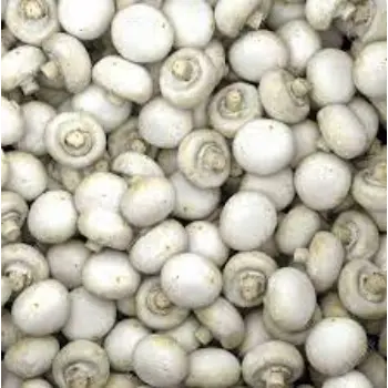 Common Frozen Mushroom