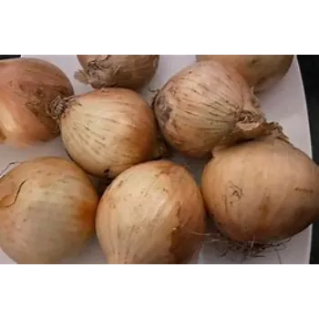 Frozen Onion